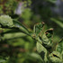 Observations sur Sambucus en Bretagne icon