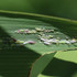 Observations sur Phragmites en Bretagne icon