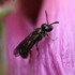 Observations sur Malva en Bretagne icon