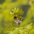 Observations sur Sisymbrium en Bretagne icon
