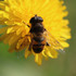 Observations sur Taraxacum en Bretagne icon