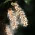 Observations sur Fagus en Bretagne icon