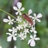 Observations sur Anthriscus en Bretagne icon