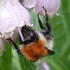 Observations sur Symphytum en Bretagne icon