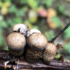 Lichens and Fungi of Eastern Washington State icon