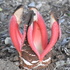 The Flora of Tropical East Africa (FTEA) icon