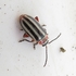 Alberta Coleoptera icon
