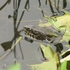 Binghamton University Species Inventory icon