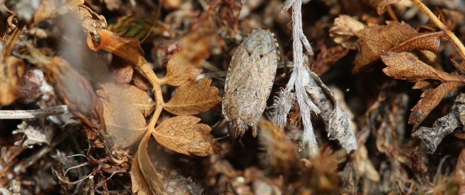 Observations Dans Les Debris Vegetaux Du Sol En Ille Et Vilaine Inaturalist