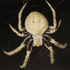 Spiders of Limpopo icon