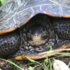 Connecticut Terrapin Conservation icon