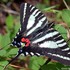 Butterfly Safari - Calvert County icon