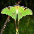 Moths of Limpopo icon