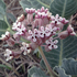 Arizona Milkweeds (only Asclepias) icon