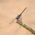 Odonata of Assam ( Dragonflies and Dragonflies) icon