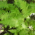 Atelier d'identification de fougères icon