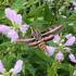 Parks for Pollinators 2020:  Calvert County icon