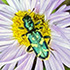Palouse Arthropods icon