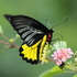 Butterflies of Karnataka icon