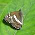 Butterflies of Uttarakhand icon