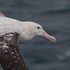 Barely Wandering Albatrosses icon