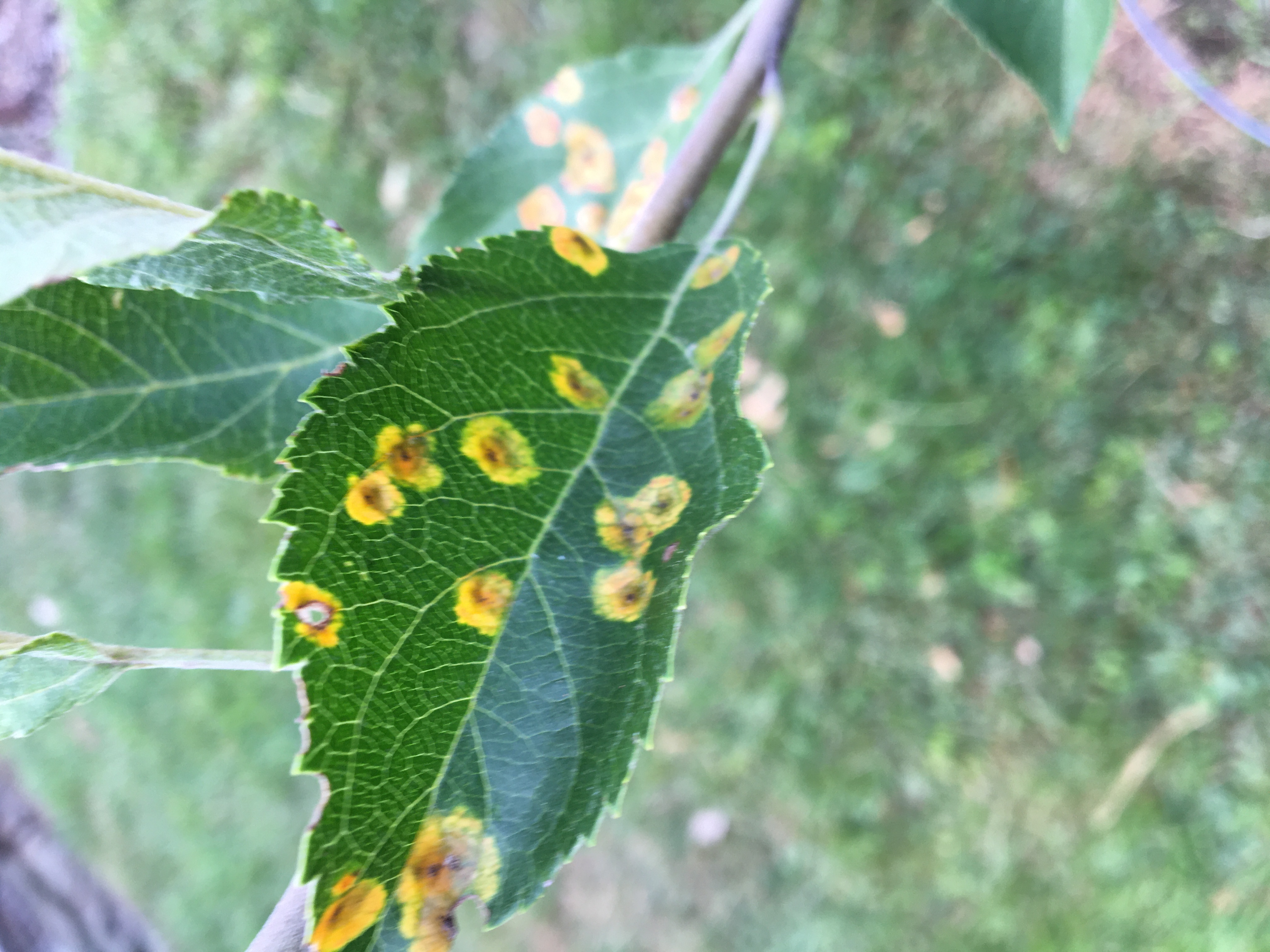 Umass plant pathology citizen science inaturalist