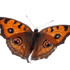 Reto Lepidópteros en Eje Neovolcánico Transversal icon