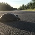 The North Country Turtle Observer, NY icon