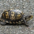 Turtle Road Watch icon