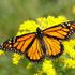 Alberta Monarch Tracker icon