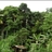 Biodiversity in our home gardens: Sri Lanka icon