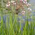 Flowering Rush in the Black River watershed icon