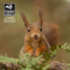 The Red Squirrel Project icon