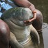 African manatees icon
