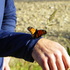 Idaho Monarch Tracking icon