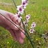 Drakenstein Municipality Vegetation for Conservation icon