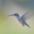 Birds of Hilton Head Island, SC icon