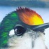 Colibrí cabecicastaño - Anthocephala berlepschi icon