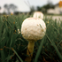 UCF Macrofungi Collection Project icon