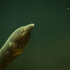 Freshwater Fishes of Sri Lanka icon