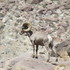 Desert bighorn sheep of the Peninsular Ranges- Natural Space and Urban Environment Usage icon