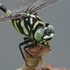 (Odonata) Dragonflies &amp; Damselflies OF Madhya Pradesh icon