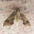 Moths of Frederick Co. MD icon