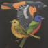 Aves Migratorias del Pacífico Norte icon
