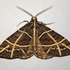 Moths of Meghalaya icon