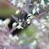 Champaign County Native Bee Survey icon
