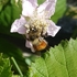 Bees of the South Coast, BC, Canada icon
