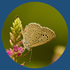 Monitoring Butterflies in Gujarat icon
