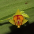 Orquídeas de Riosucio Caldas icon
