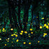 Elateroidea (Fireflies) of the Appalachian Mountains icon